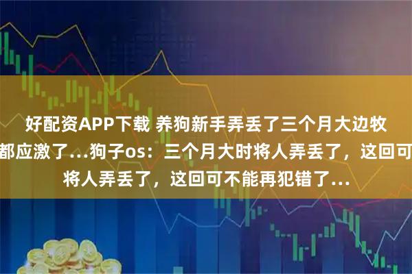 好配资APP下载 养狗新手弄丢了三个月大边牧，找回后人和狗都应激了…狗子os：三个月大时将人弄丢了，这回可不能再犯错了…